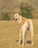 Picture of beautiful Lurcher dog standing in sunlight and looking towards camera
