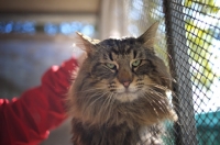 Picture of Beautiful male norwegian forest cat petted by his owner