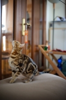 Picture of Beautiful marble Bengal looking up