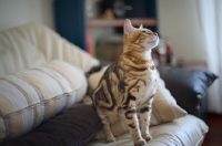 Picture of Beautiful marble Bengal on a couch