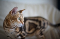 Picture of beautiful marble bengal on a couch
