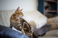 Picture of Beautiful marble Bengal on a couch