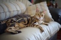 Picture of Beautiful marble bengal on a couch
