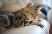 Picture of beautiful marble bengal on a couch