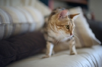 Picture of Beautiful marble bengal on a couch
