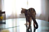 Picture of beautiful marble bengal walking on a glass table, back view