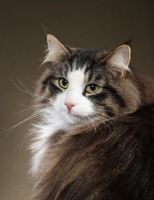 Picture of beautiful Norwegian Forest Cat