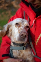 Picture of beautiful orange belton setter hugged by owner