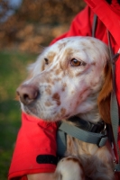 Picture of beautiful orange belton setter hugged by its owner