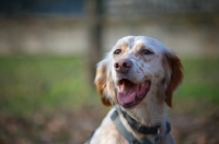 Picture of beautiful orange Belton Setter