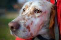 Picture of beautiful orange Belton Setter