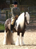 Picture of beautiful Piebald horse with rider