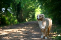 Picture of beautiful red merle australian shepherd standing on a path in a beautiful forest