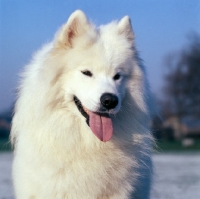 Picture of beautiful samoyed head study