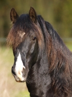 Picture of beautiful Welsh Cob (section d)