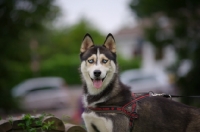 Picture of Beautiful young husky