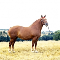 Picture of beccles dennise, suffolk punch mare