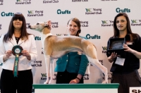 Picture of BECSCOTT GOLDEN WONDER "Wilf" with owner/handler Ella Armstrong winners of YKC 17-24 handling Crufts 2012