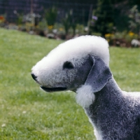 Picture of bedlington terrier  from leiberlamb kennels, portrait