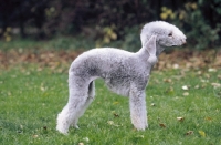 Picture of Bedlington Terrier, breed shot