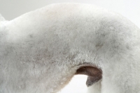 Picture of Bedlington Terrier, close up of arched back