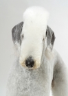 Picture of Bedlington Terrier, front view