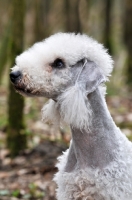Picture of Bedlington Terrier in forest