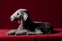 Picture of Bedlington Terrier in studio