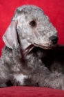 Picture of Bedlington Terrier looking away