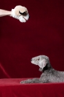 Picture of Bedlington Terrier looking up at toy