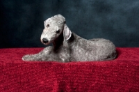 Picture of Bedlington Terrier lying down