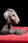 Picture of Bedlington Terrier lying down