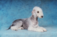 Picture of Bedlington Terrier lying on blue background