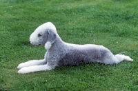 Picture of bedlington terrier lying on grass