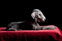 Picture of Bedlington Terrier lying on red blanket