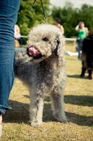 Picture of Bedlington Terrier on lead, licking lips