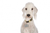 Picture of Bedlington terrier on white background
