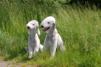 Picture of Bedlington Terrier pair