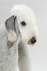 Picture of Bedlington Terrier, portrait