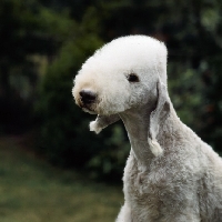 Picture of bedlington terrier portrait