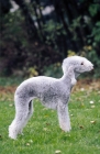 Picture of Bedlington Terrier, posed