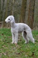Picture of Bedlington Terrier posed