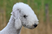 Picture of Bedlington Terrier profile