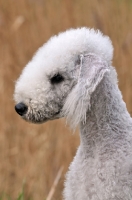 Picture of Bedlington Terrier profile