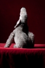 Picture of Bedlington Terrier scratching