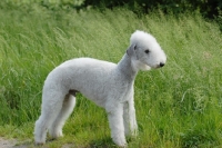 Picture of Bedlington Terrier side view