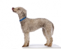 Picture of Bedlington Terrier, side view
