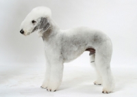 Picture of Bedlington Terrier, side view