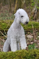 Picture of Bedlington Terrier sitting down