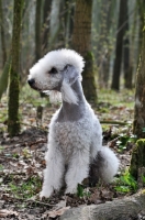 Picture of Bedlington Terrier sitting in forest